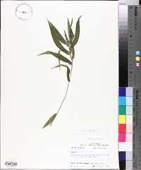 Panicum commutatum image