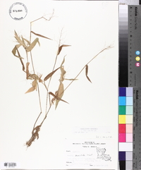 Panicum commutatum image