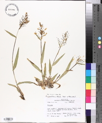 Panicum commutatum image