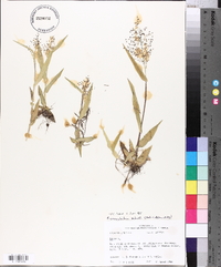 Panicum commutatum image