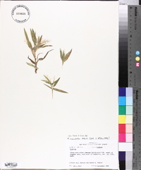 Panicum commutatum image