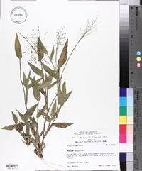 Panicum commutatum image