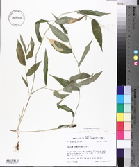 Panicum commutatum image