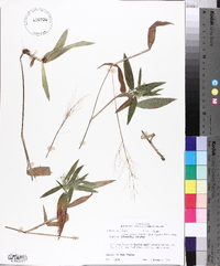 Panicum commutatum image