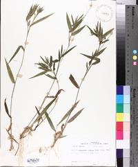 Panicum commutatum image