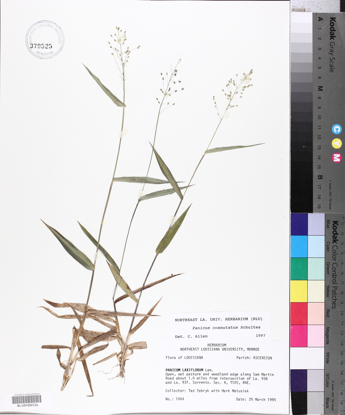 Panicum commutatum image