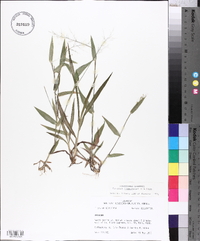 Panicum commutatum image