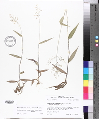 Panicum commutatum image