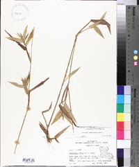 Panicum commutatum image