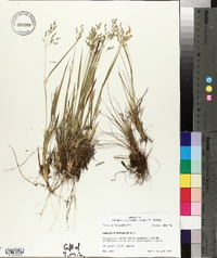 Panicum depauperatum image