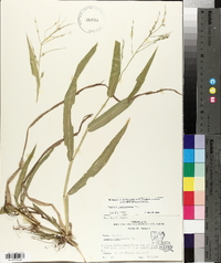 Panicum gymnocarpon image