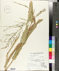 Panicum gymnocarpon image