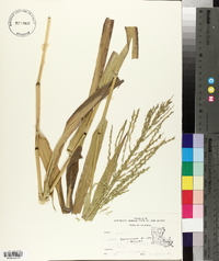 Panicum gymnocarpon image