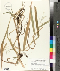 Panicum gymnocarpon image