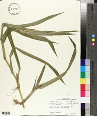 Panicum gymnocarpon image