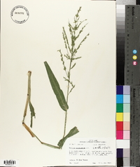 Panicum gymnocarpon image