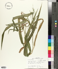 Panicum gymnocarpon image