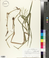 Panicum gymnocarpon image