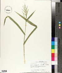 Panicum gymnocarpon image