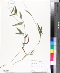 Panicum commutatum image