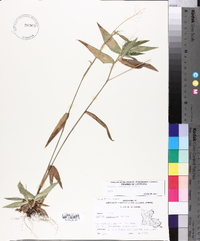 Panicum commutatum image