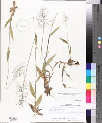 Panicum sphaerocarpon image