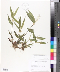 Panicum commutatum image