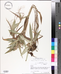 Panicum commutatum image