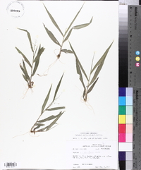 Panicum commutatum image