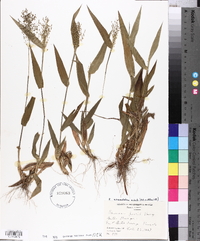 Panicum commutatum image