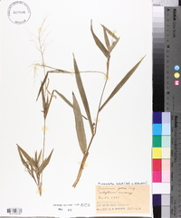 Panicum commutatum image