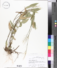 Panicum commutatum image