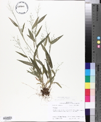 Panicum commutatum image