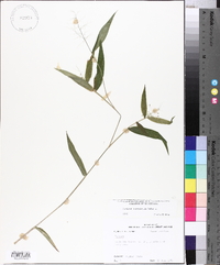 Panicum commutatum image