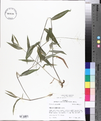 Panicum commutatum image