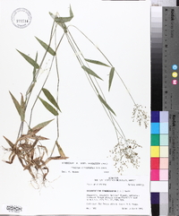 Panicum commutatum image