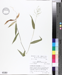 Panicum commutatum image