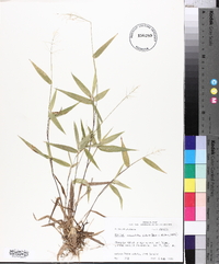 Panicum commutatum image