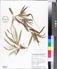 Panicum commutatum image