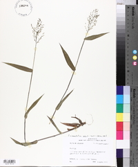 Panicum commutatum image