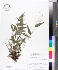 Panicum commutatum image