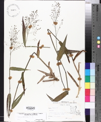 Panicum commutatum image