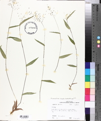 Panicum commutatum image