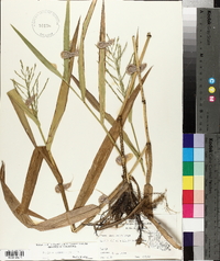 Phanopyrum gymnocarpon image