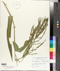 Panicum gymnocarpon image