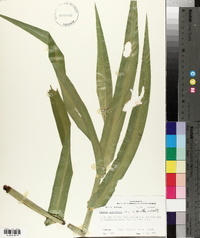 Panicum gymnocarpon image