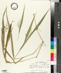 Phanopyrum gymnocarpon image