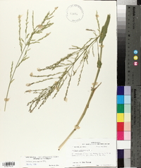 Panicum gymnocarpon image