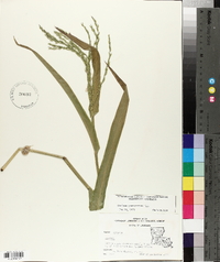 Panicum gymnocarpon image