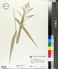 Panicum gymnocarpon image